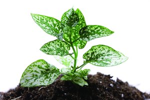 前端优化使用技巧优化关键数据请求优先级